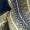 Khaki Scarf Print Short Sleeve Day Dress